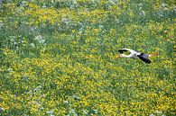 Storch fliegt über Butterblumen von Frans Lemmens Miniaturansicht