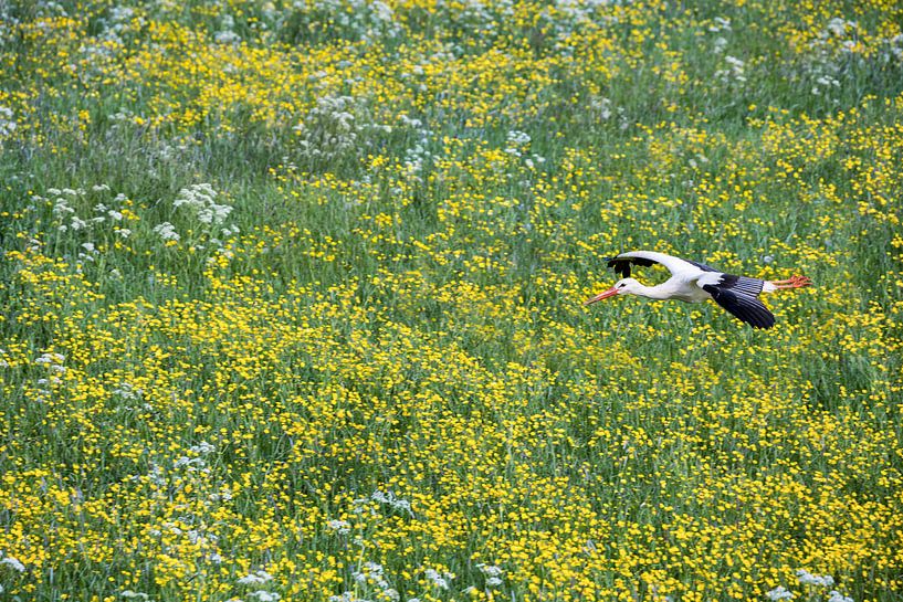 Storch fliegt über Butterblumen von Frans Lemmens