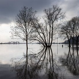 Hochwasser im Rhein bei Doorweth. von Rijk van de Kaa