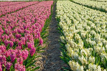 veld met kleurrijke hyacinten in Holland van Jan Fritz