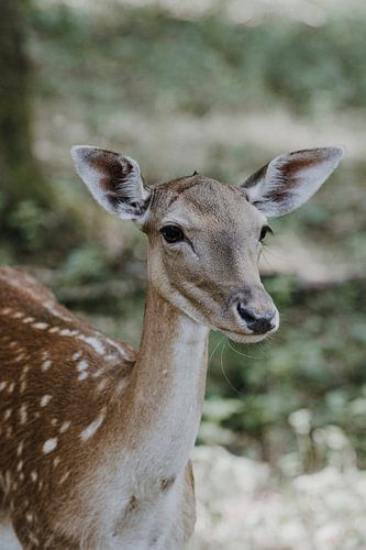 Bambi dans la forêt des contes de fées