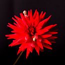 Blumenstillleben, Dahlie, Studiofotografie von Coby Miniaturansicht
