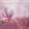 Magnolienblüte  mit Rahmeneffekt von Ursula Di Chito