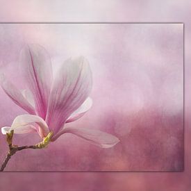 Magnolia-bloesem met kadereffect van Ursula Di Chito