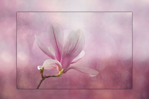 Magnolienblüte  mit Rahmeneffekt