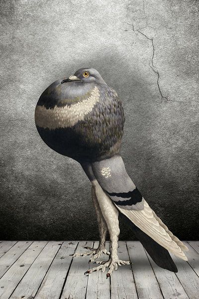 Show Pigeon von Marja van den Hurk
