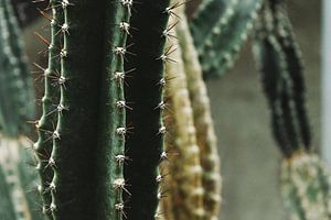 Cactussen