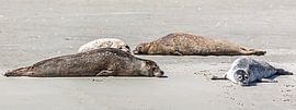 Day of rest for the seals