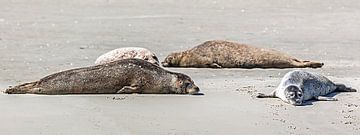 Rustdag voor de zeehonden van Fotografie Jeronimo