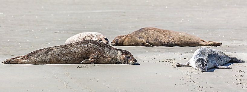 Day of rest for the seals by Fotografie Jeronimo
