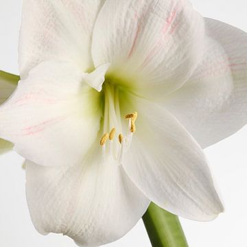 Amaryllis bloem van Menno Schaefer