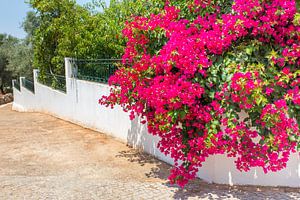 Rote Bouganvillablumen auf blühender Pflanze hängen über weißer Wand im Garten