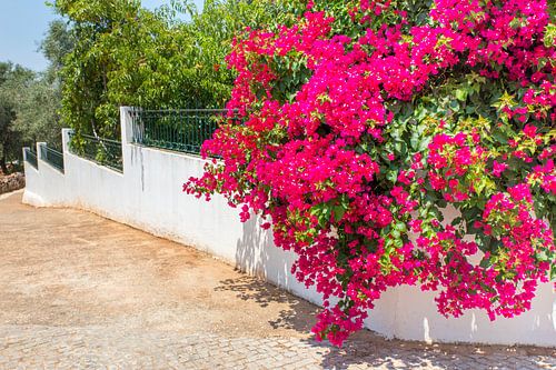 Rode Bougainvillea bloemen aan bloeiende plant hangt over witte muur in tuin