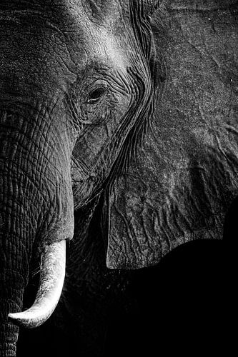 Olifantportret in zwart-wit