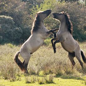 Spelende Konikpaarden van Wendy Hilberath