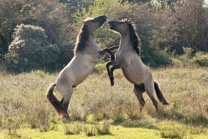 Spelende Konikpaarden van Wendy Hilberath