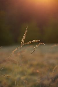 Landschapsfoto