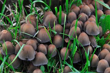 Paddestoelen van Fred van den Brink