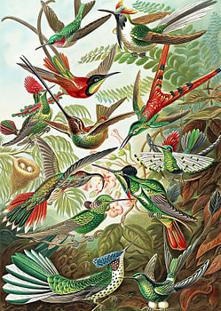 Vögel zwischen tropischen Blättern