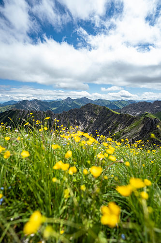 Bloemrijk uitzicht op Hinterstein en de Allgäuer Alpen