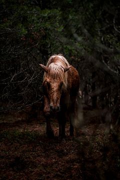 Paard Wandelend door het Schaduwrijke Bos van Femke Ketelaar