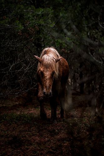 Paard Wandelend door het Schaduwrijke Bos