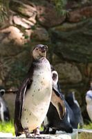 Pinguin