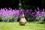 Ente in der Mitte von de buurtfotograaf Leontien Miniaturansicht