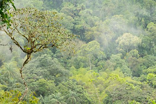 forêt tropicale Equateur #2