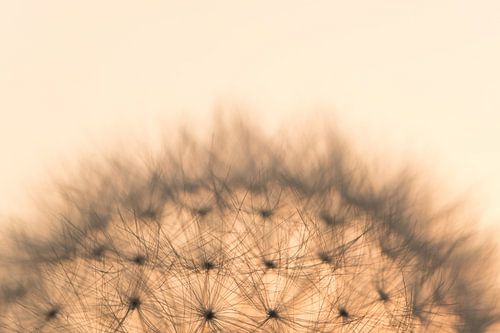Detail uitgebloeide paardenbloem, kleur