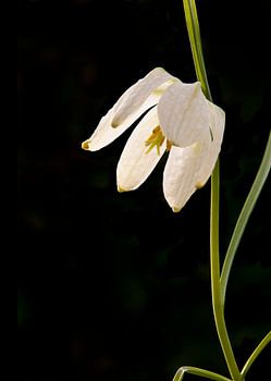 Schachblume (Fritillaria meleagris) vor einem schwarzen Hintergrund