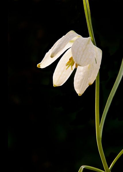 Fritillaria meleagris on a black background by Brenda Hoogendijk-Bakker