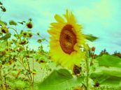 Sonnenblumen im Wind 1 von Andreas Gerhardt Miniaturansicht