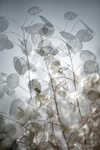 Autumn, The Judas pine shows its silver leaves.