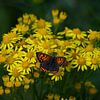 Kleine vuurvlinder op wilde gele bloemen van Shirley Douwstra