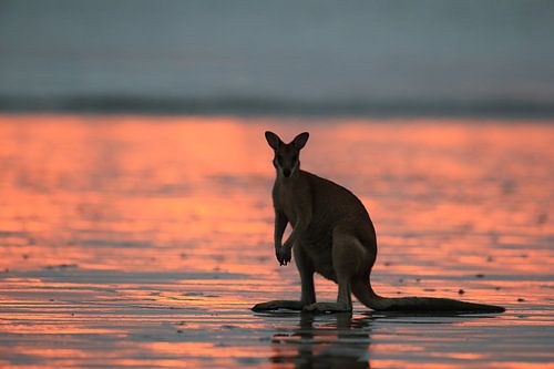 kangoeroe op strand bij zonsopgang, mackay, noord queenland, australië
