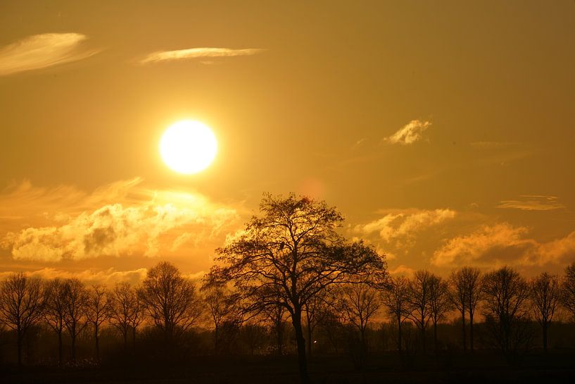 arbres d'hiver à contre-jour par Stobbe; stiltegrafie