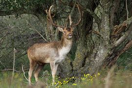 Red deer in the forest by WeVaFotografie