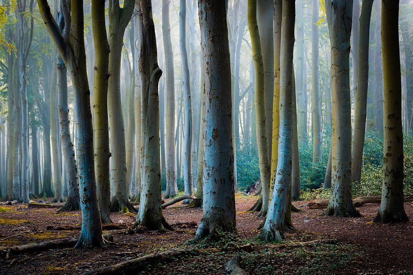Herbst im Gespensterwald von Martin Wasilewski