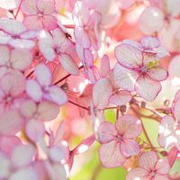 FLOWERS ON THE WALL