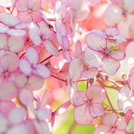 BLUMEN AN DER WAND von Manon Visser