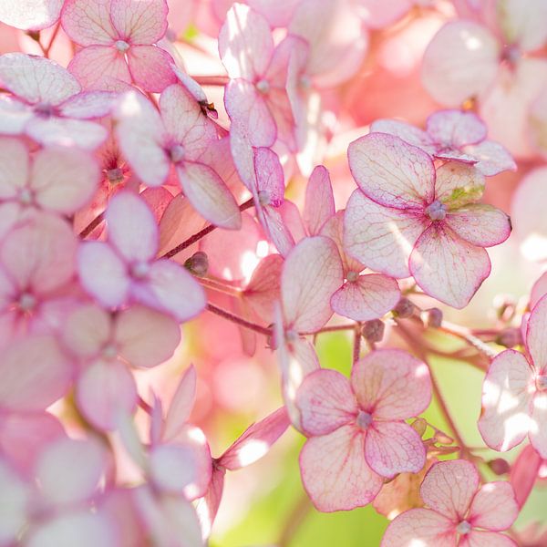FLOWERS ON THE WALL by Manon Visser
