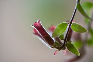 Lippenstiftpflanze