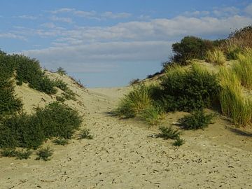 Duinen  von Sanne Compeer