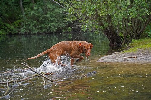 Waterspelletjes aan het meer met een bruine Magyar Vizsla draadhaar.