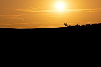 Sonnenuntergang auf der Hoge Veluwe während der Brunft