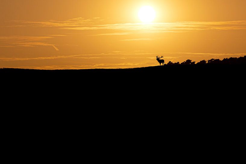 Zon gaat onder op de Hoge Veluwe tijdens de bronst van Eric Wander