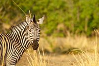 Zebra, Hwange National Park, Zimbabwe