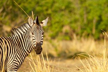 Zebra, Hwange National Park, Zimbabwe van Marco Kost