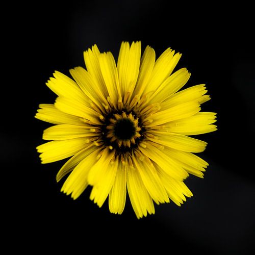 Bittere kruid - Picris Hieracioides I